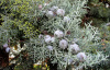 Кипарис аризонский (лат. Cupressus arizonica), семена