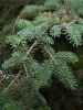 Ель Мейера (лат. Picea meyeri), семена