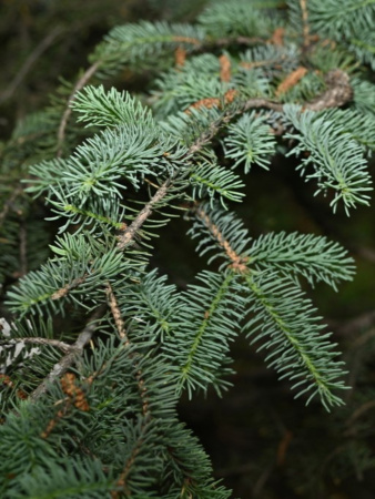 Ель Мейера (лат. Picea meyeri), семена