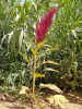 Амарант красный (лат. Amaranthus cruentus), 700 шт
