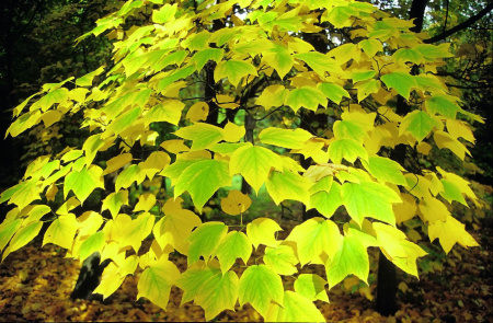 Клен пенсильванский (лат. Acer pensylvanicum), семена