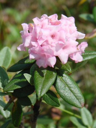 Рододендрон Адамса, или Саган Дали (лат. Rhododendron adamsii), семена 0,02 грамма
