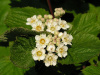 Пузыреплодник амурский (лат. Physocarpus amurensis), семена