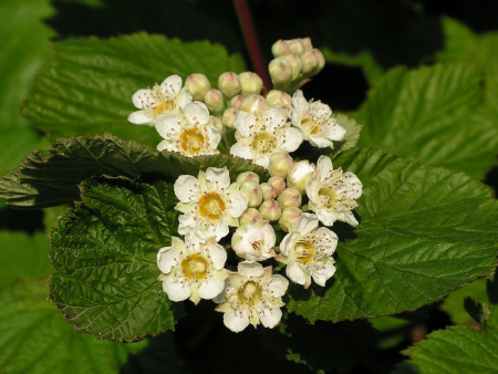 Пузыреплодник амурский (лат. Physocarpus amurensis), семена