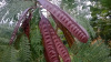 Мимоза белая, или Леуцена светлоголовчатая (лат. Leucaena leucocephala), семена