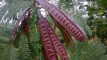 Мимоза белая, или Леуцена светлоголовчатая (лат. Leucaena leucocephala), семена