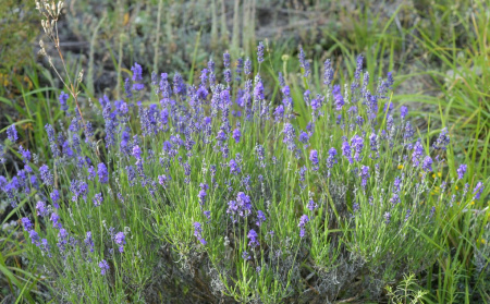Лаванда узколистная (Lavandula angustifolia), 200 шт