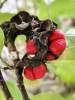 Магнолия кобус (лат. Magnolia kobus), семена
