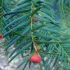 Тис китайский (лат. Taxus chinensis), семена