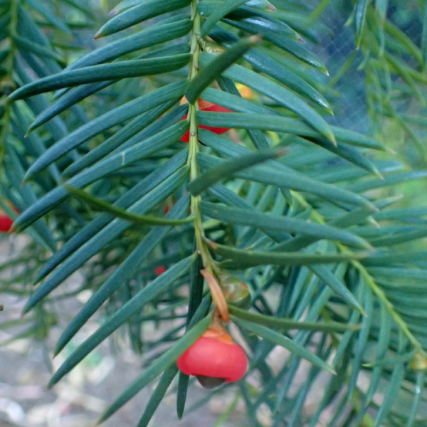 Тис китайский (лат. Taxus chinensis), семена