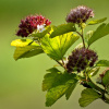 Пузыреплодник калинолистный (лат. Physocarpus opulifolius), семена