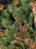 Сосна обыкновенная (лат. Pinus sylvestris), саженец, 1 шт
