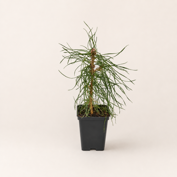 Сосна обыкновенная (лат. Pinus sylvestris), саженец, 1 шт