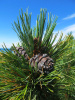 Сосна кедровая сибирская, или Сибирский кедр  (лат. Pinus sibirica), семена