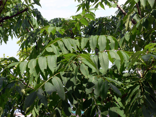 Ясень маньчжурский (лат. Frаxinus mandshurica), семена