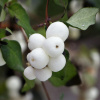 Снежноягодник белый (лат. Symphoricarpos albus), семена