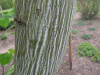 Клен пенсильванский (лат. Acer pensylvanicum), семена