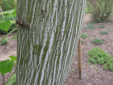 Клен пенсильванский (лат. Acer pensylvanicum), семена