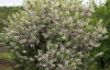 Чекалкин орех, или Ксантоцерас рябинолистный (лат. Xanthoceras sorbifolium), саженец, 1 шт 