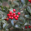 Падуб колхидский (лат. Ilex colchica), семена
