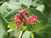 Жимолость альпийская (лат. Lonicera alpigena L.), семена