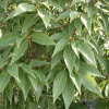 Дуб мирзинолистный (Quercus myrsinifolia) 10 шт, семена