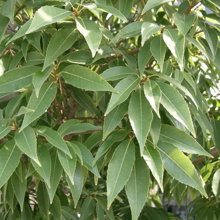 Дуб мирзинолистный (Quercus myrsinifolia) 10 шт, семена