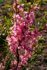 Миндаль степной (лат. Prunus tenella), семена