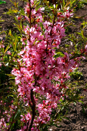 Миндаль степной (лат. Prunus tenella), семена