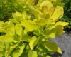 Скумпия кожевенная Голден Спирит (Cotinus coggygria 'Golden Spirit'), семена