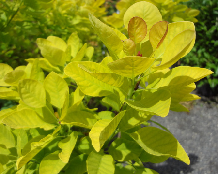Скумпия кожевенная Голден Спирит (Cotinus coggygria 'Golden Spirit'), семена
