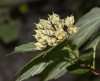 Пузыреплодник амурский (лат. Physocarpus amurensis), семена