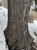 Пихта одноцветная (лат. Abies concolor), семена