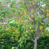 Абрикос обыкновенный (лат. Prunus armeniaca), семена
