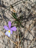 Фиалка трёхцветная, или анютины глазки (лат. Viola tricolor), семена 50 шт