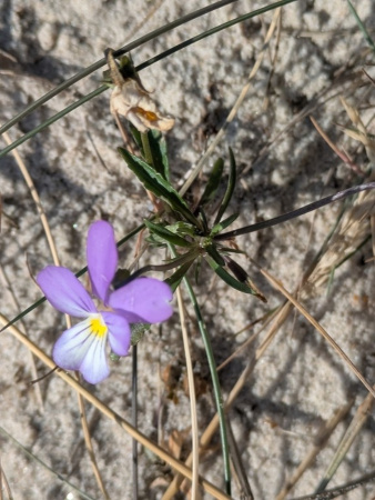 Фиалка трёхцветная, или анютины глазки (лат. Viola tricolor), семена 50 шт
