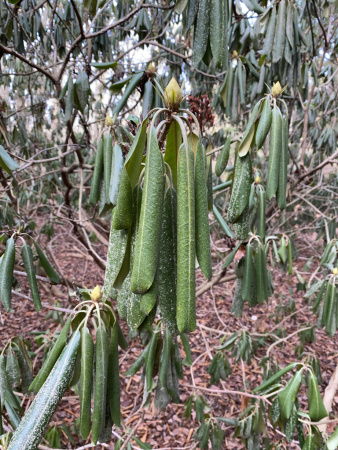 Рододендрон крупнейший (Rhododendron maximum), семена 0,2 грамма