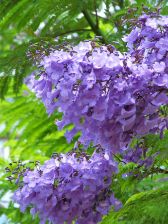 Жакаранда мимозолистная "Фиалковое дерево" (лат. Jacaranda mimosifolia), семена