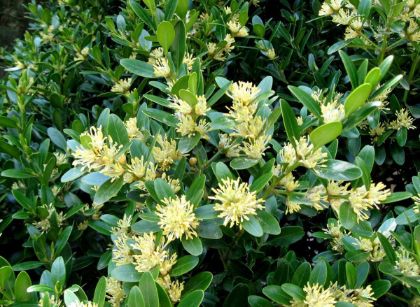 Самшит вечнозеленый (лат. Buxus sempervirens), семена 