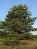 Сосна обыкновенная (лат. Pinus sylvestris), саженец, 1 шт