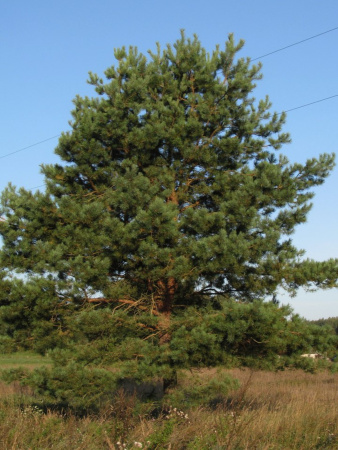 Сосна обыкновенная (лат. Pinus sylvestris), саженец, 1 шт