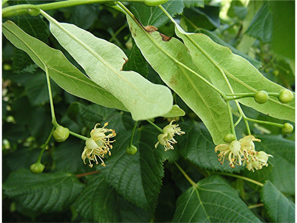 Липа европейская 'Pallida' (Tilia europaea 'Pallida'), семена