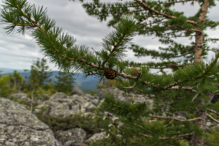 Лиственница Сукачева (лат. Larix sukaczewii Ledeb), семена