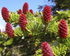 Ель аянская, или Ель иезская (лат. Picea jezoensis), семена