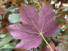 Клен ложноплатановый Атропурпуреум (лат. Acer pseudoplatanus "Atropurpureum"), семена