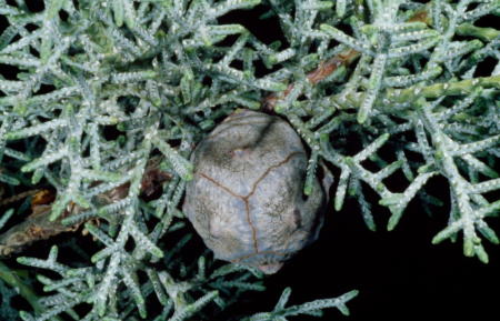 Кипарис аризонский (лат. Cupressus arizonica), семена