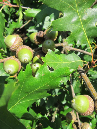 Дуб красный (лат. Quercus rubra), сеянец, 3 шт 