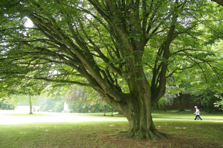Граб обыкновенный (лат. Carpinus betulus), семена