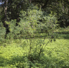 Пузырник древовидный (лат. Colutea arborescens), семена