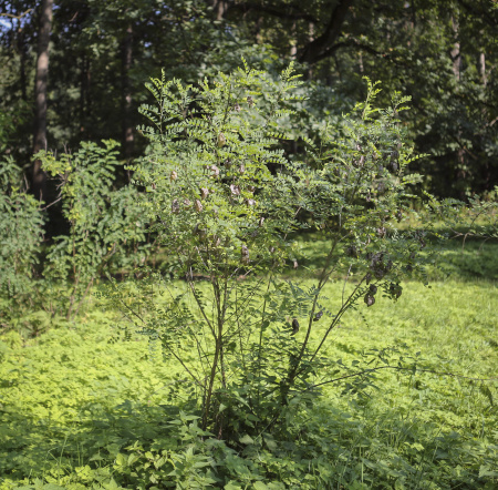 Пузырник древовидный (лат. Colutea arborescens), семена
